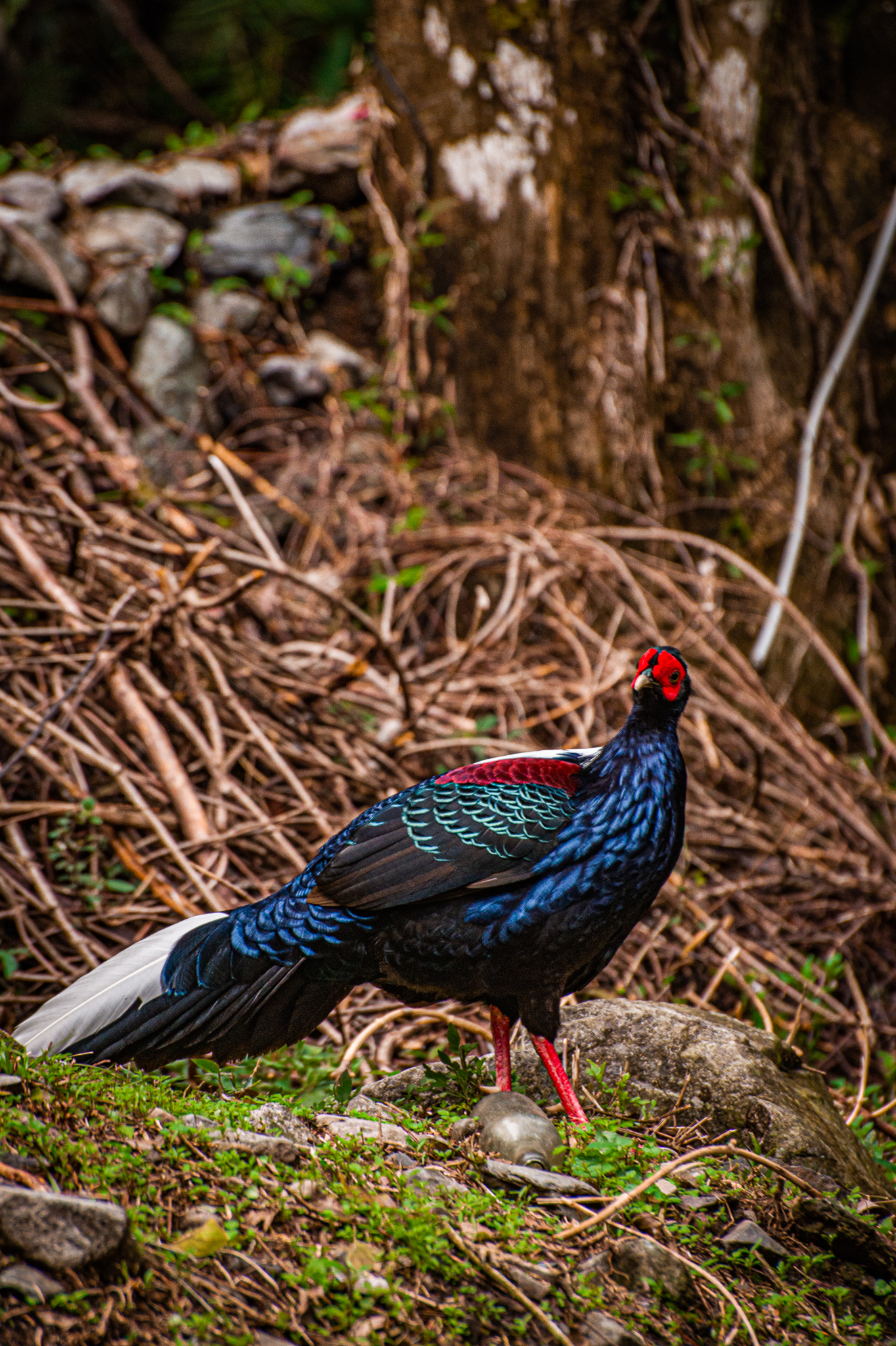 A male Swinhoe Pheasant pursues the forest floor for grubs and other organisms to eat.